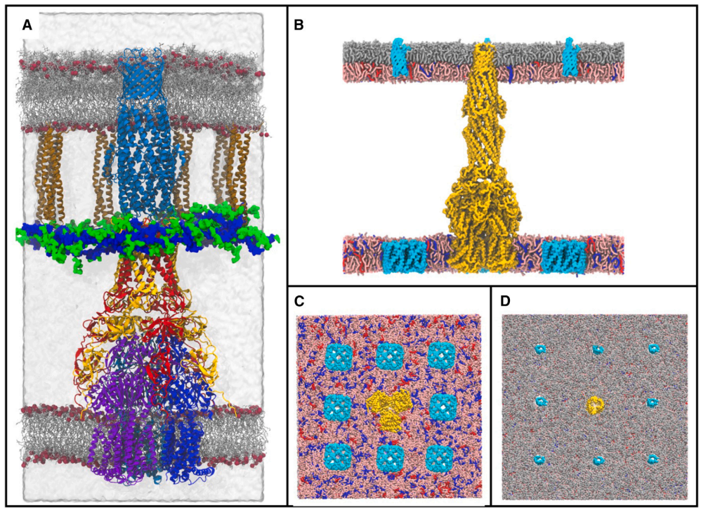 Atomistic MD - protein in lipid bilayer snapshot