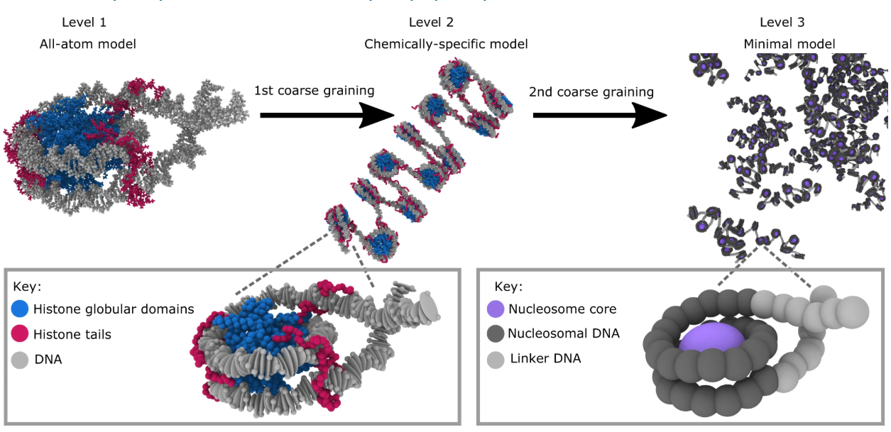 Coarse-grain Martini bilayer and chromatin bead model with condensates