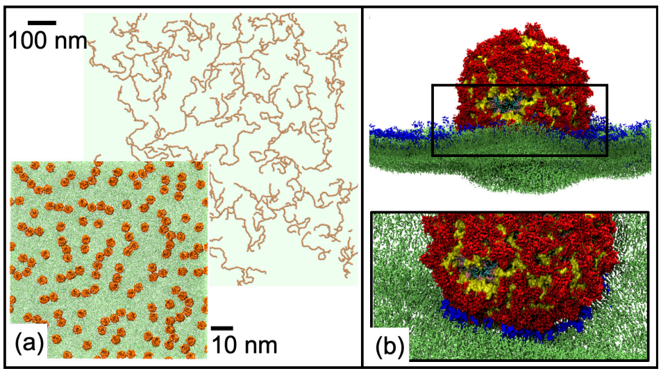 Multiscale integrated modelling pipeline from QM to mesoscale with experimental validation