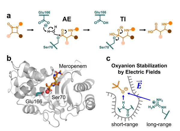 QM/MM: enzyme active site with QM and MM regions